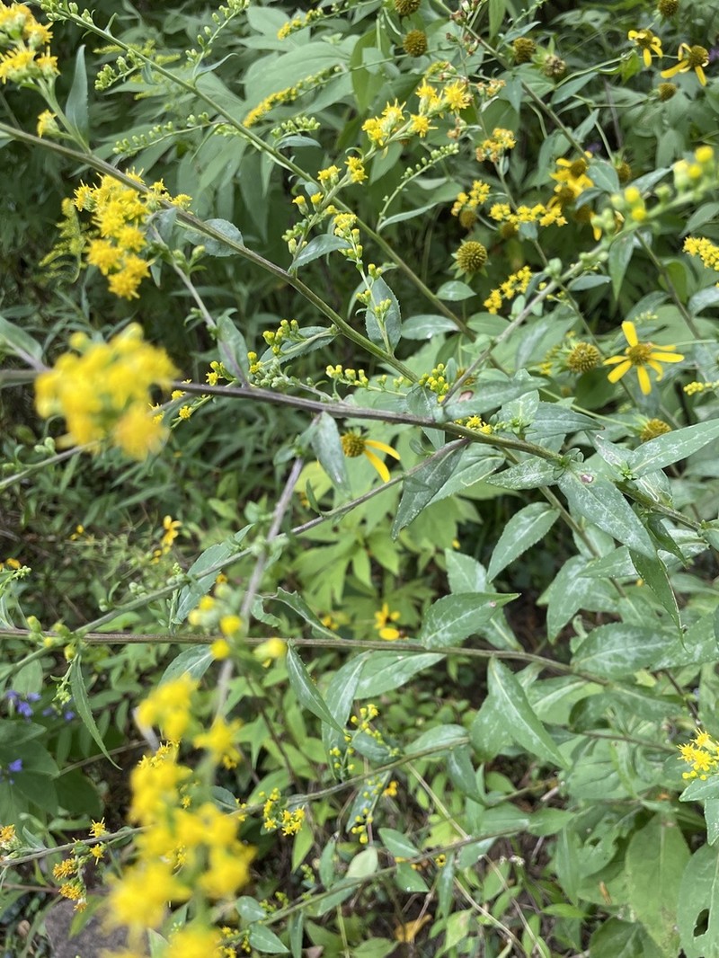 Roundleaf Goldenrod photo 7