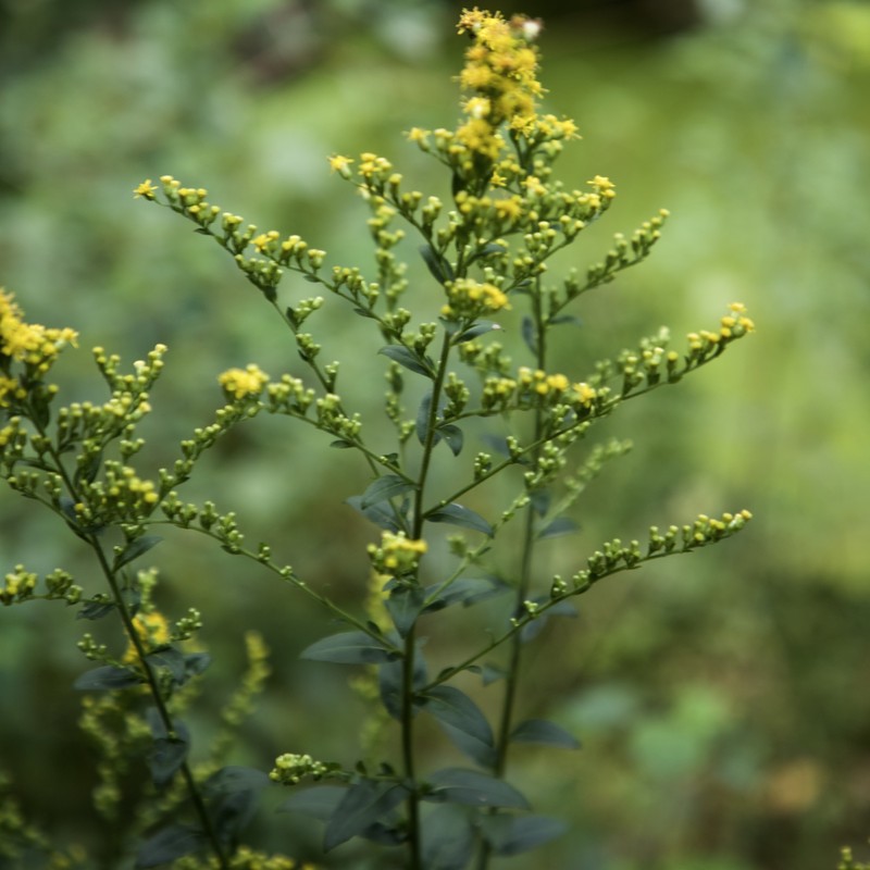 Roundleaf Goldenrod