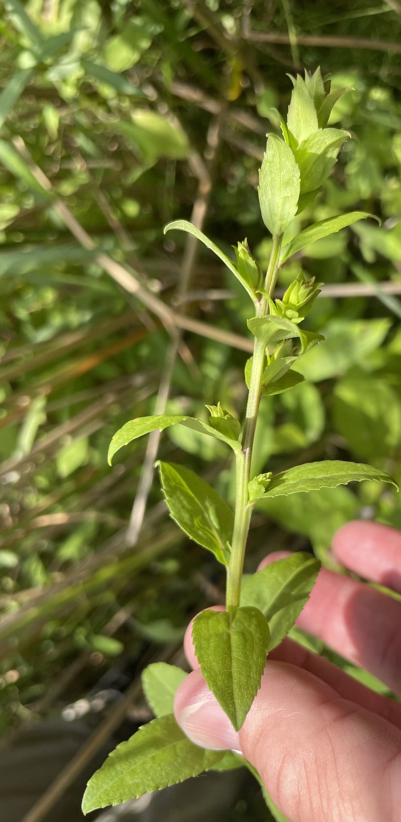 Solidago patula subsp. patula