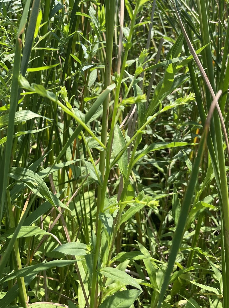 Solidago patula subsp. patula photo 2