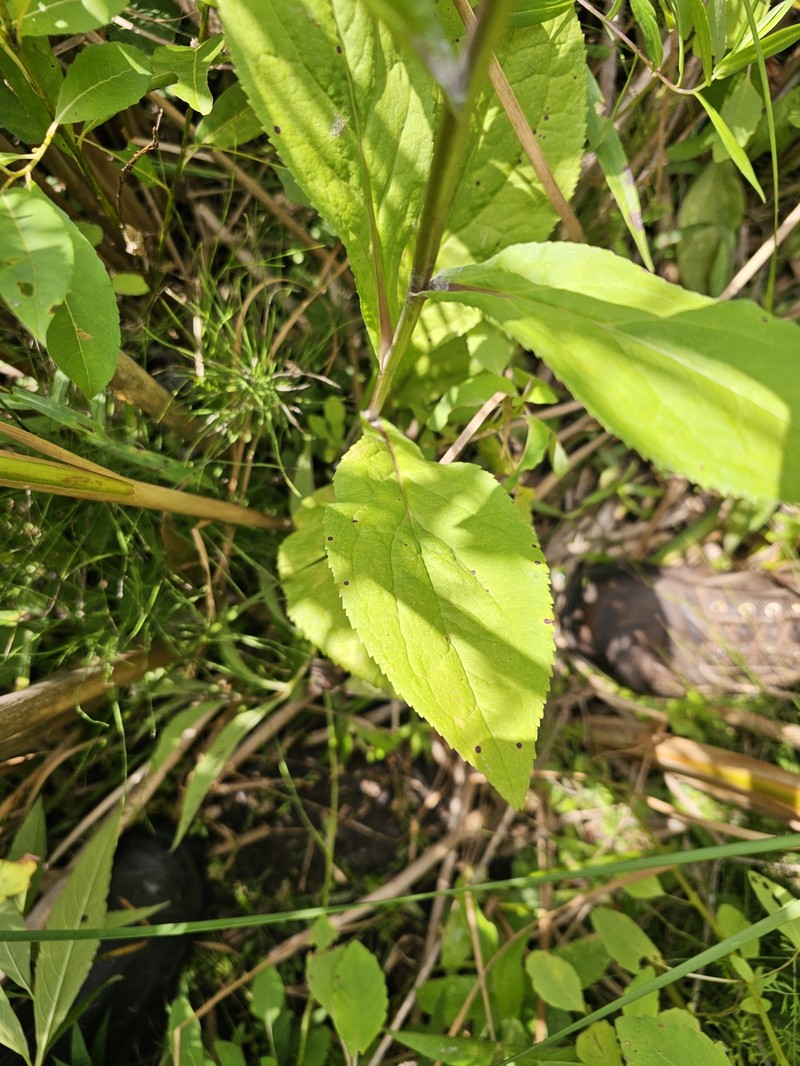 Solidago patula subsp. patula photo 3