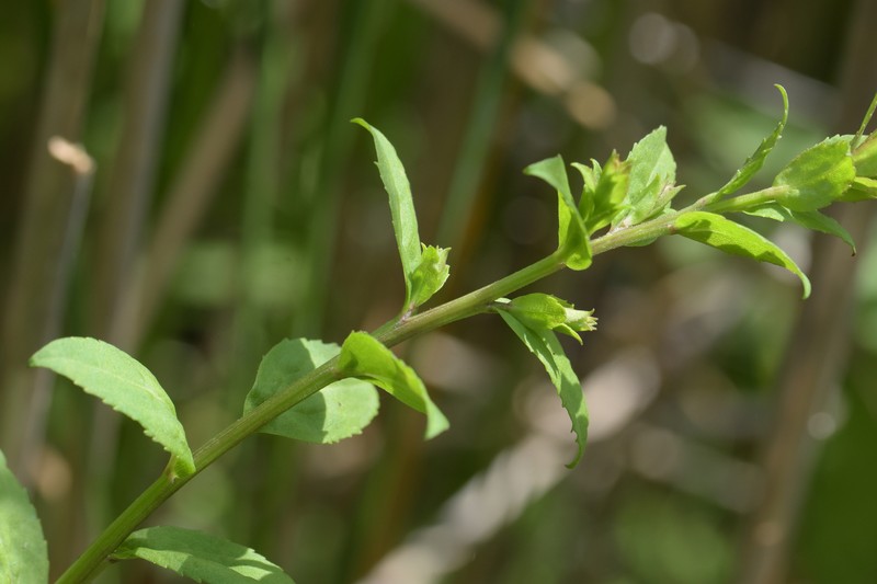 Solidago patula subsp. patula photo 4