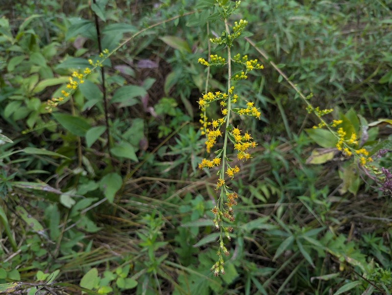 Solidago patula subsp. patula photo 5
