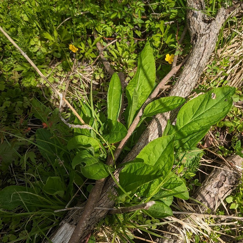 Solidago patula subsp. patula photo 8