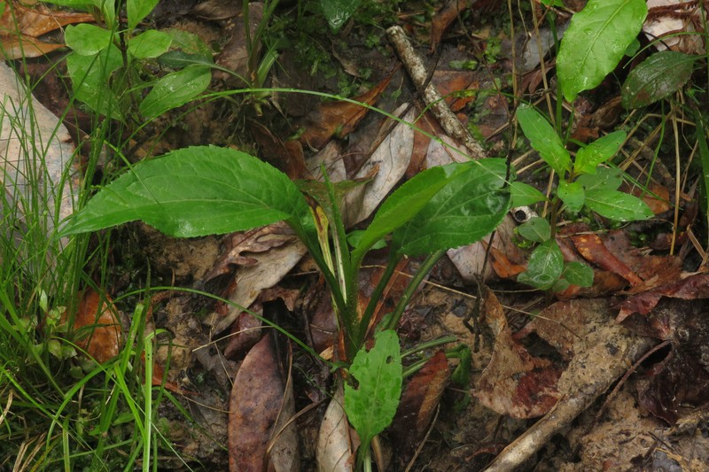 Solidago patula subsp. strictula