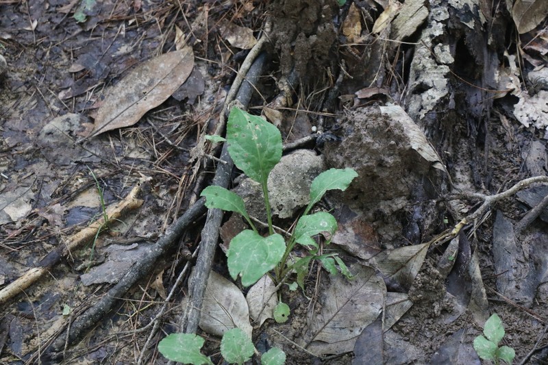 Solidago patula subsp. strictula photo 3