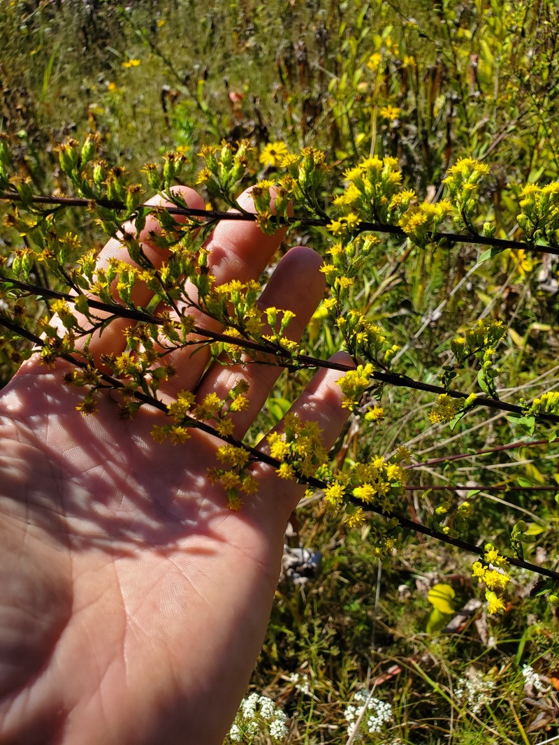 Solidago patula subsp. strictula photo 4
