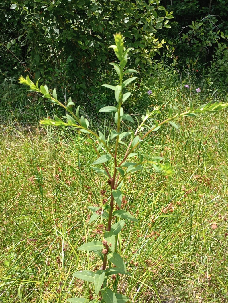 Solidago patula subsp. strictula photo 6