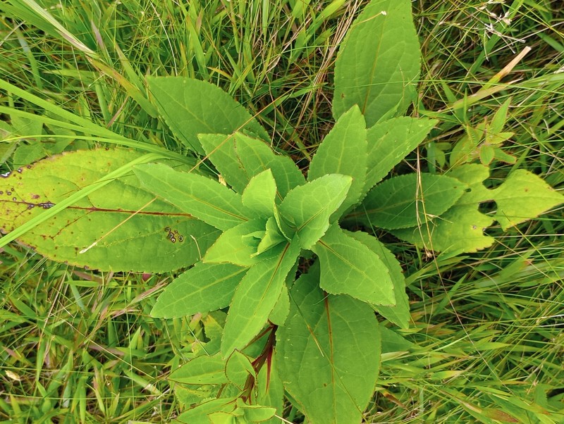 Solidago patula subsp. strictula photo 8