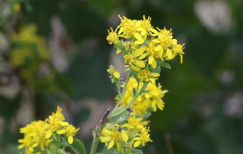Downy Ragged Goldenrod photo 2