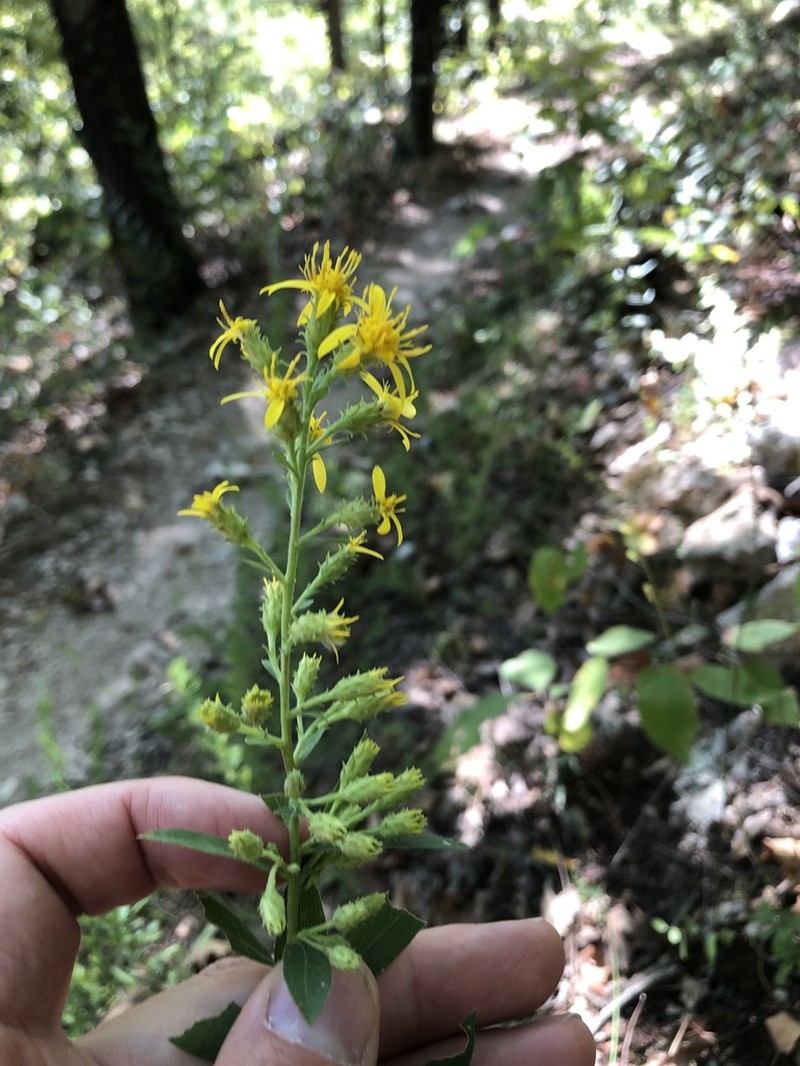 Downy Ragged Goldenrod photo 3