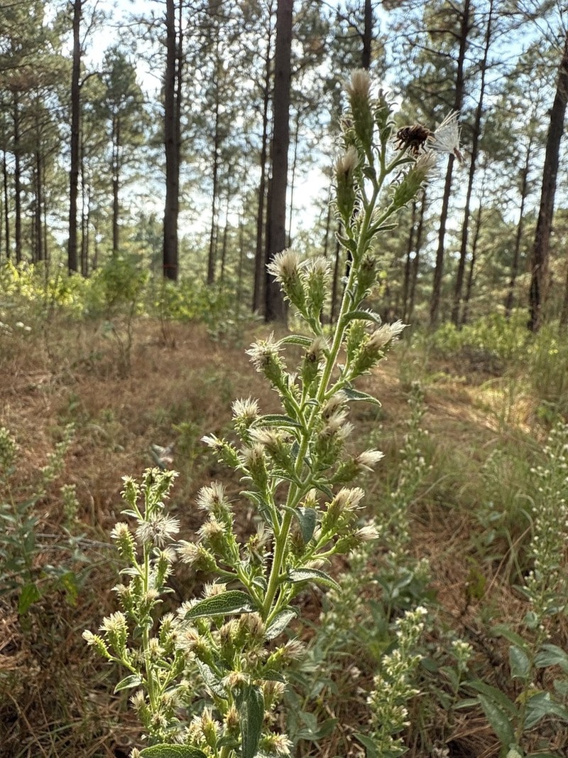 Downy Ragged Goldenrod photo 4
