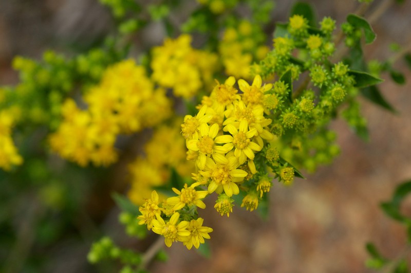 Downy Ragged Goldenrod photo 5