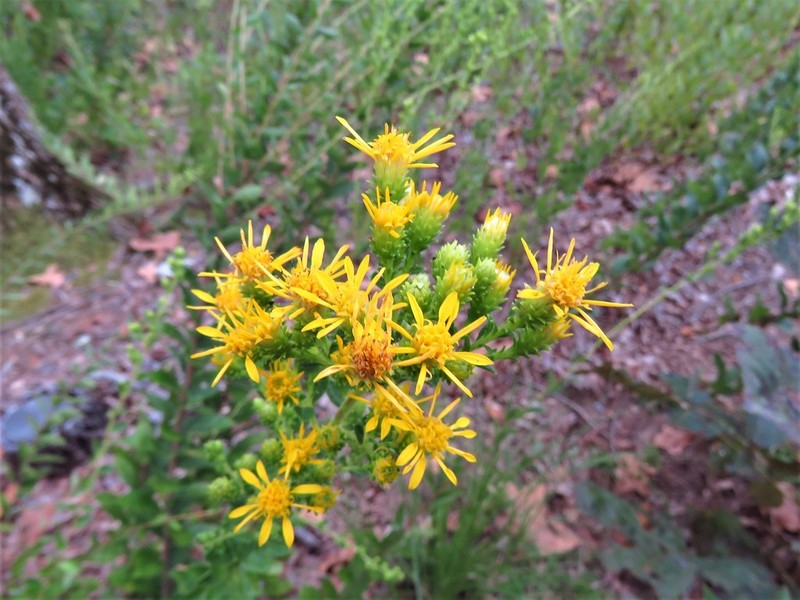 Downy Ragged Goldenrod photo 6