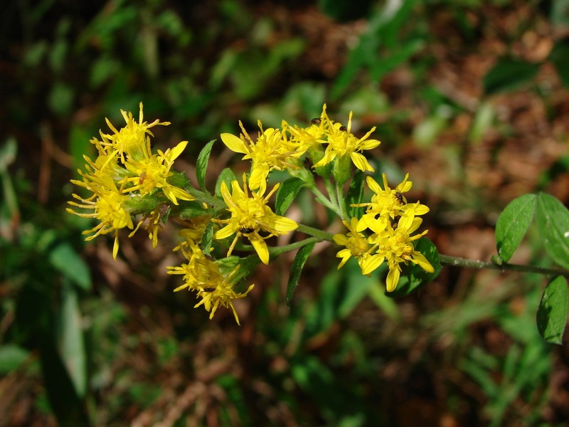 Downy Ragged Goldenrod photo 7