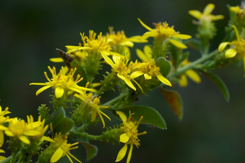 Downy Ragged Goldenrod