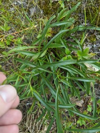 Small's Goldenrod