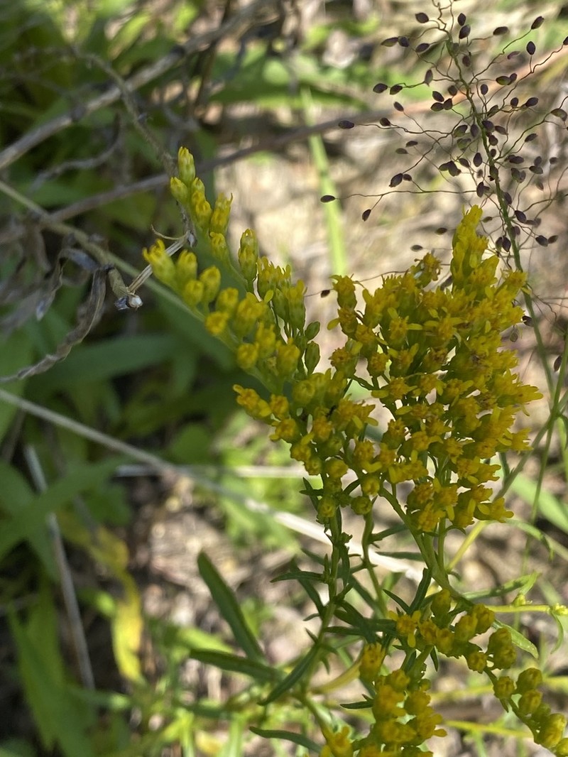 Small's Goldenrod photo 2