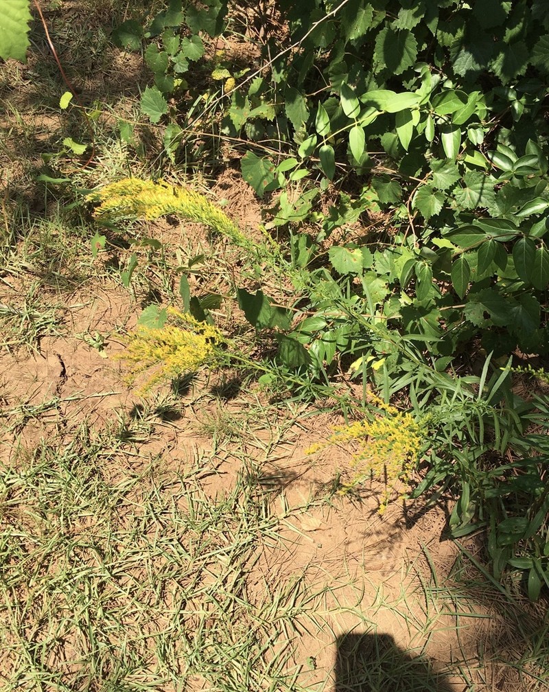 Small's Goldenrod photo 3