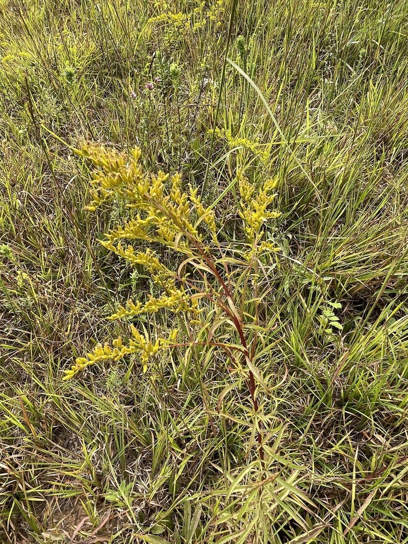 Small's Goldenrod photo 4