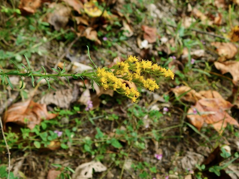 Small's Goldenrod photo 5