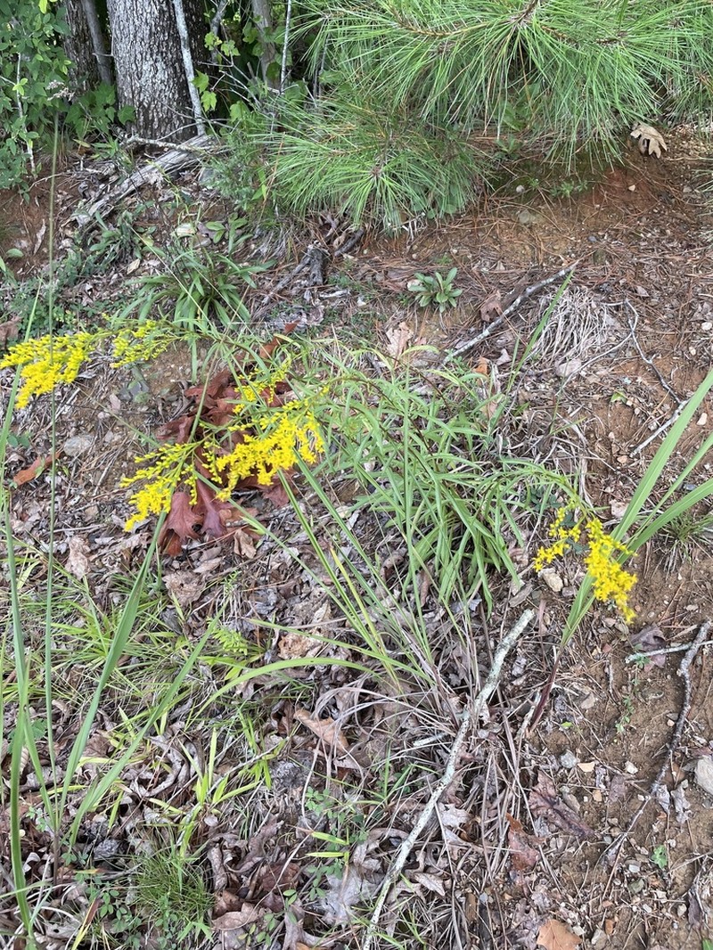 Small's Goldenrod photo 6