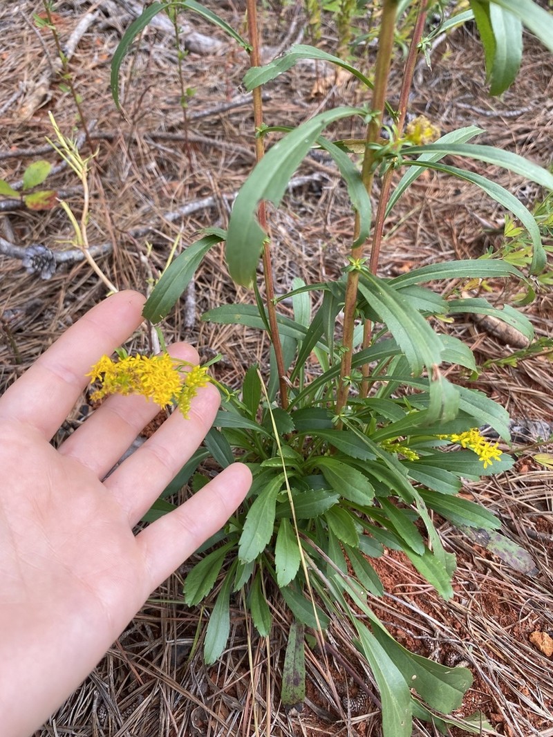 Small's Goldenrod photo 7