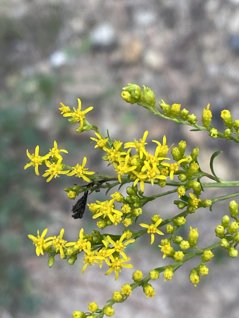 Small's Goldenrod photo 8
