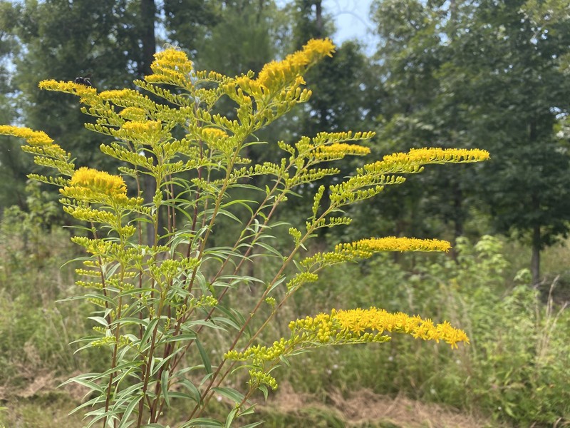Small's Goldenrod