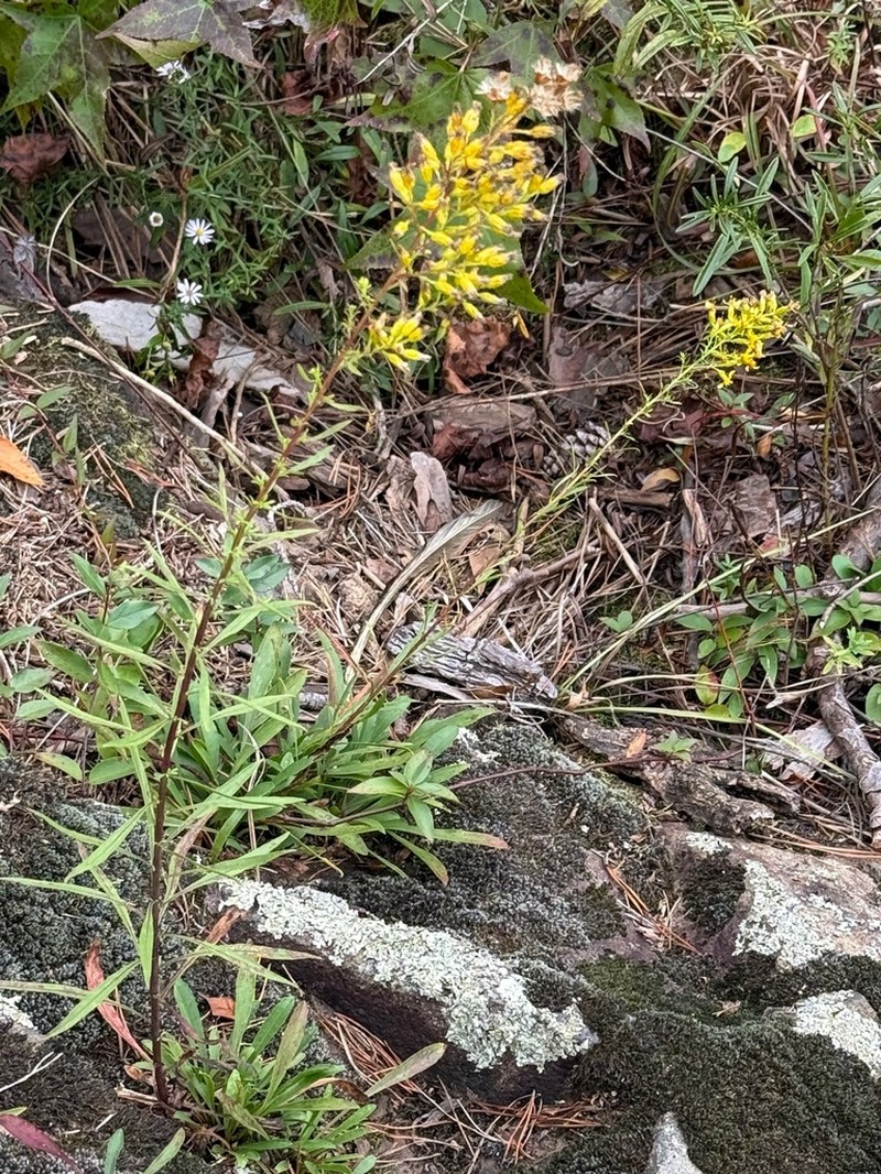 Plumed Goldenrod photo 2
