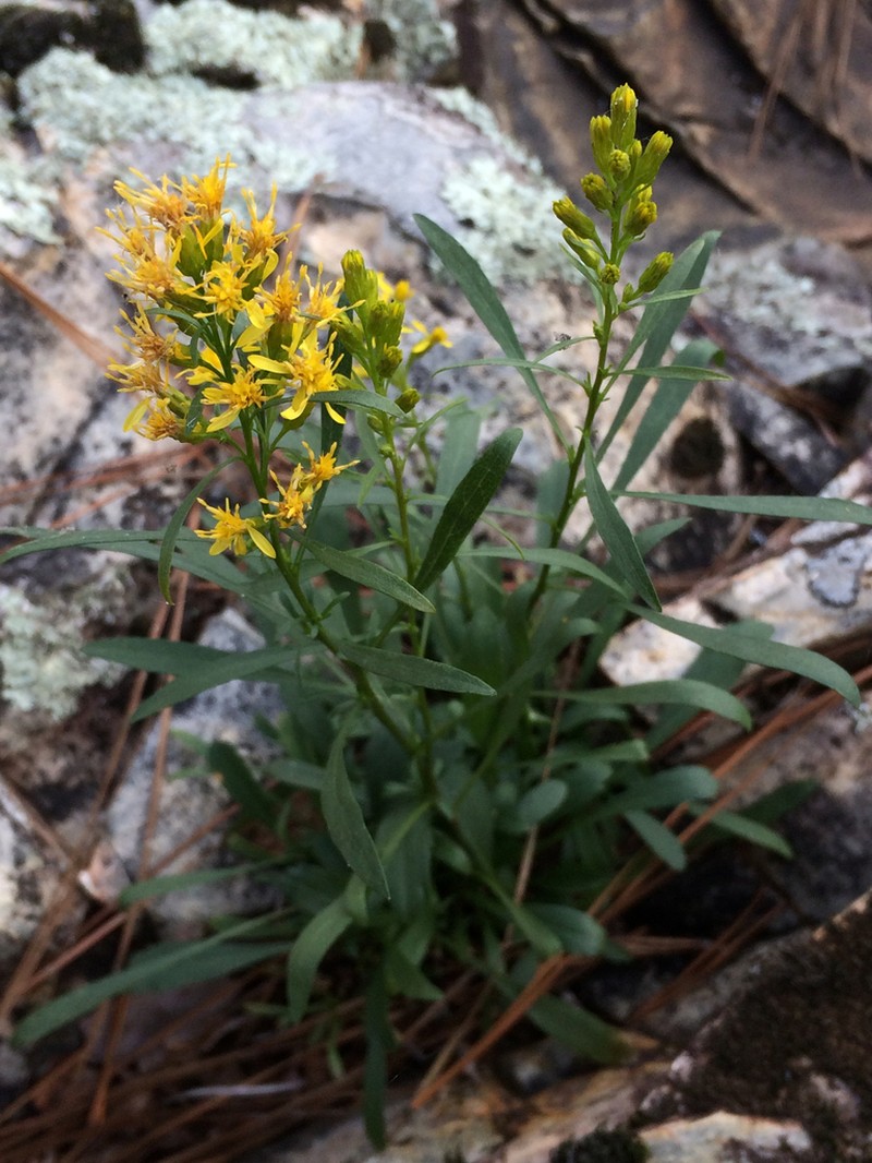 Plumed Goldenrod photo 3
