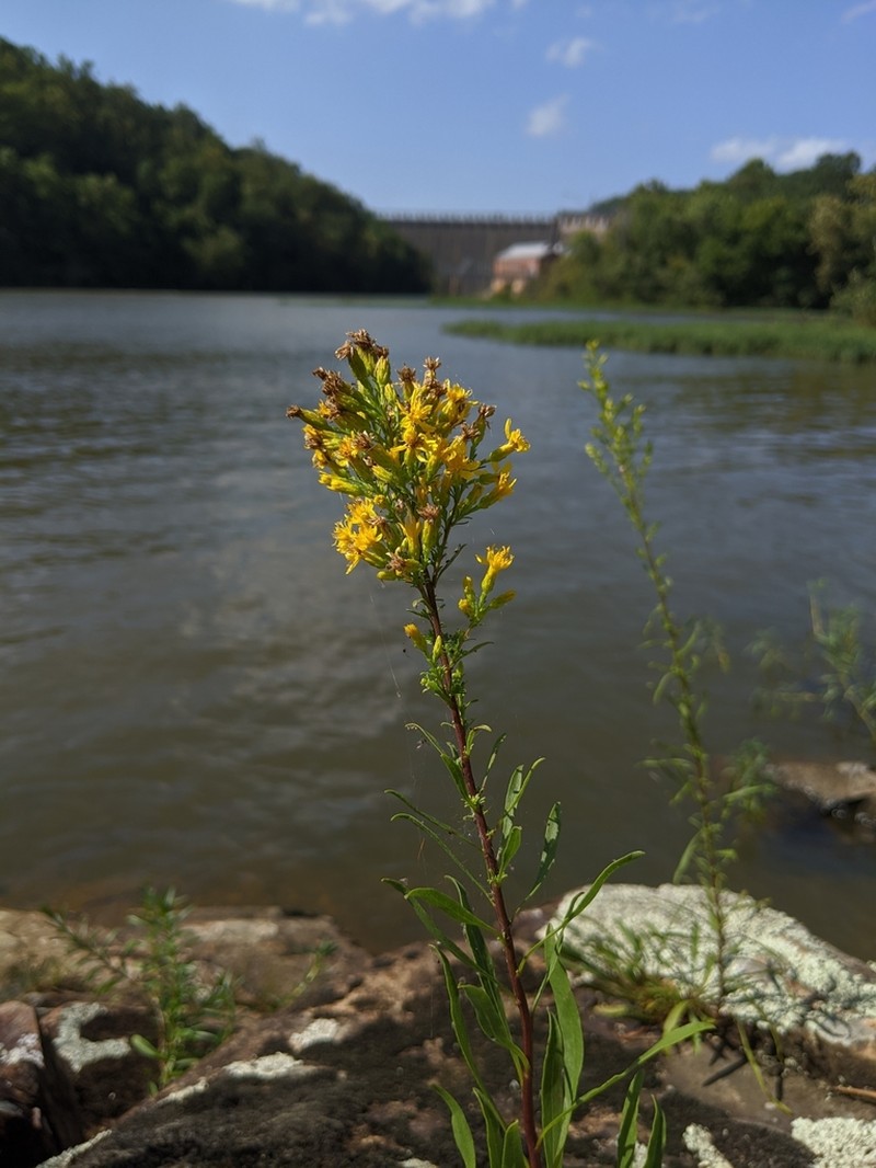 Plumed Goldenrod photo 4