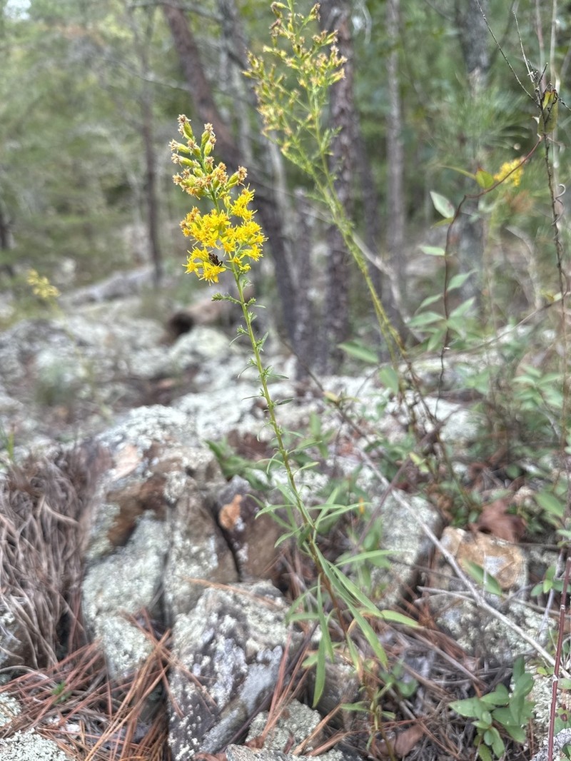 Plumed Goldenrod photo 5