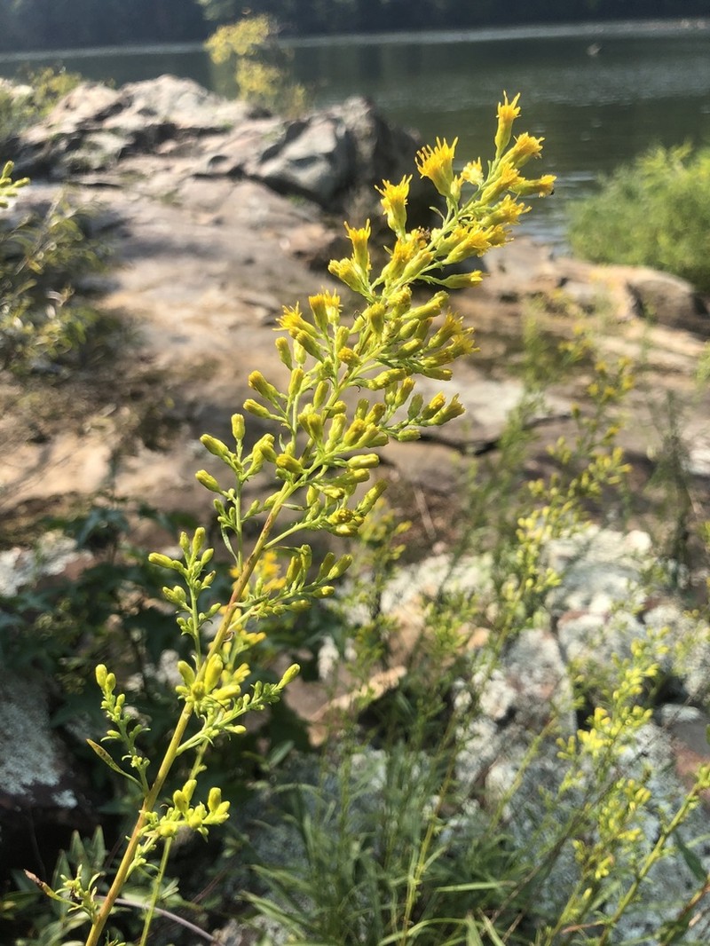 Plumed Goldenrod photo 6