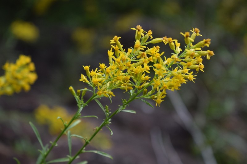 Plumed Goldenrod photo 7