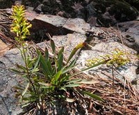 Plumed Goldenrod