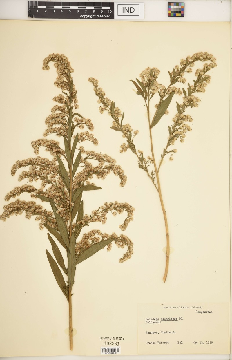 Solidago polyglossa