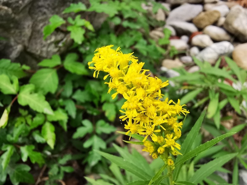 Solidago pringlei