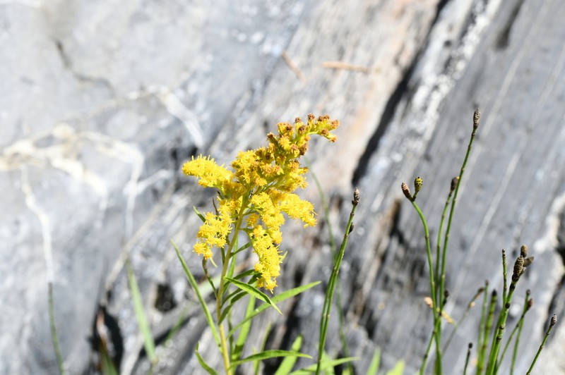 Solidago pringlei photo 2