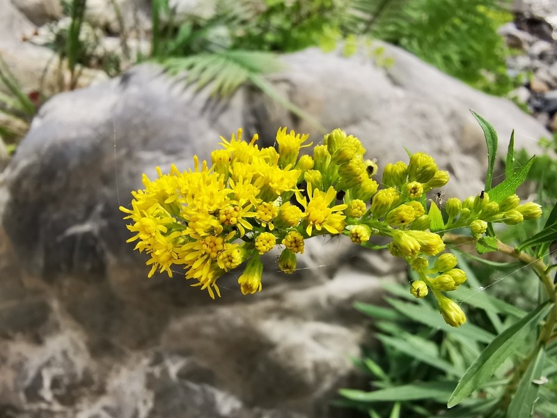 Solidago pringlei photo 3