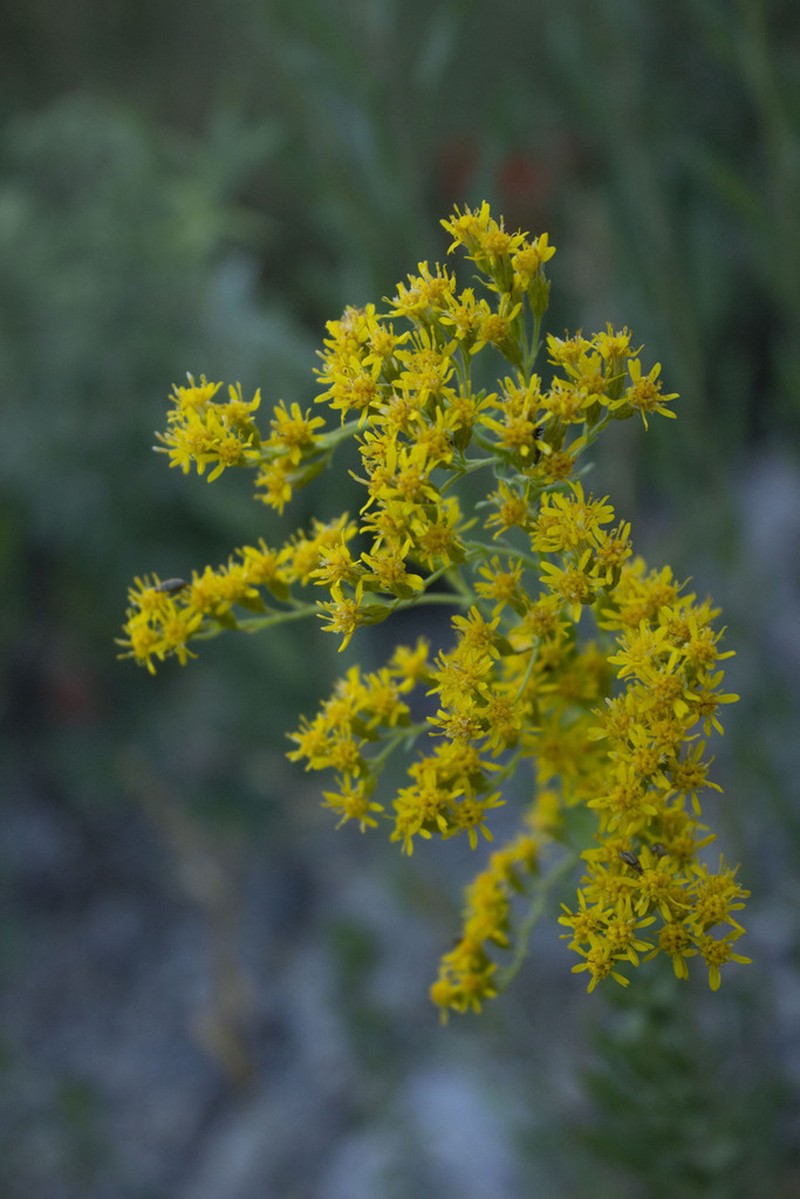 Solidago pringlei photo 4