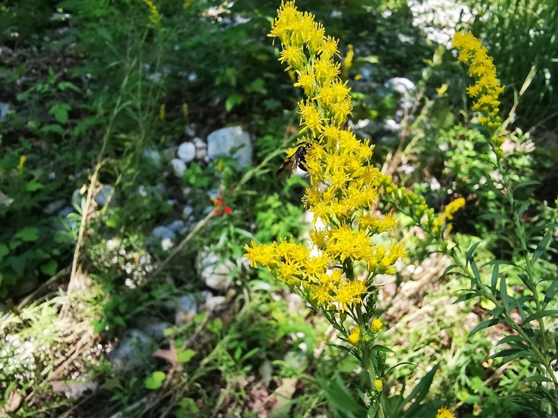 Solidago pringlei photo 5
