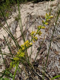 Solidago psammophila
