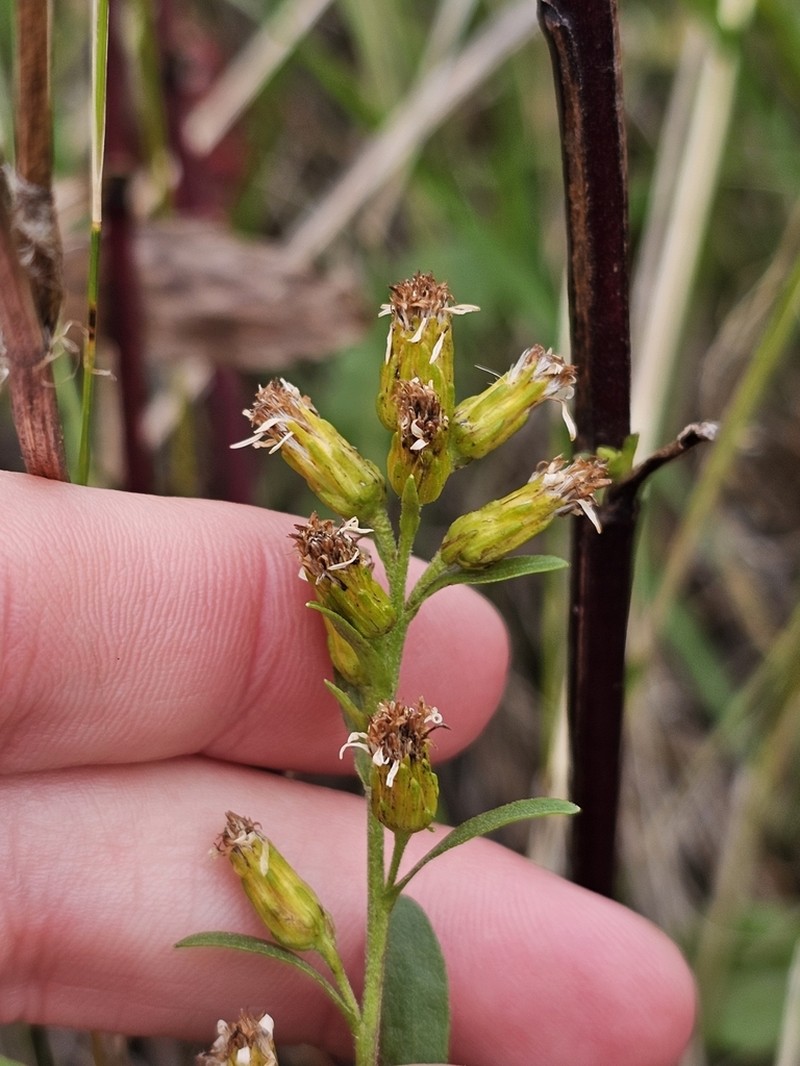 Solidago psammophila photo 2