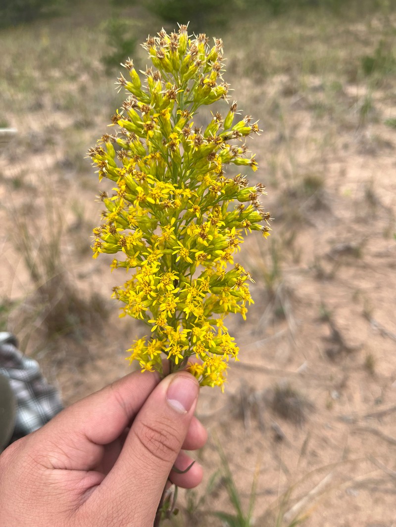 Solidago psammophila photo 3