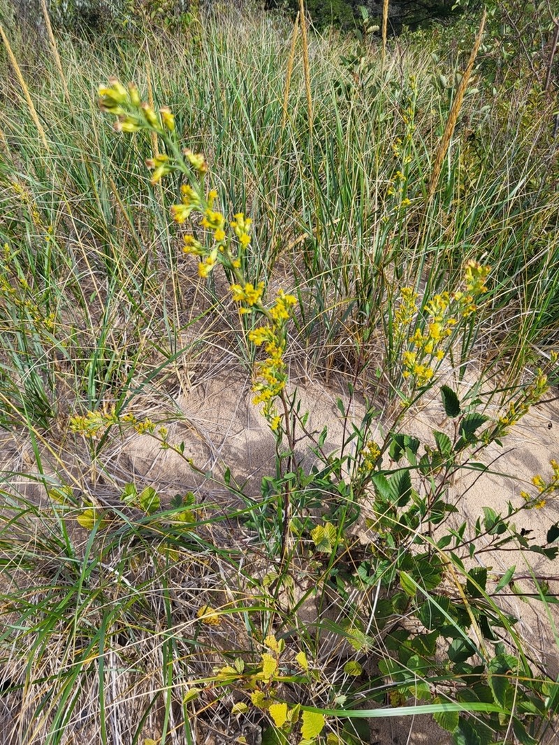 Solidago psammophila photo 4