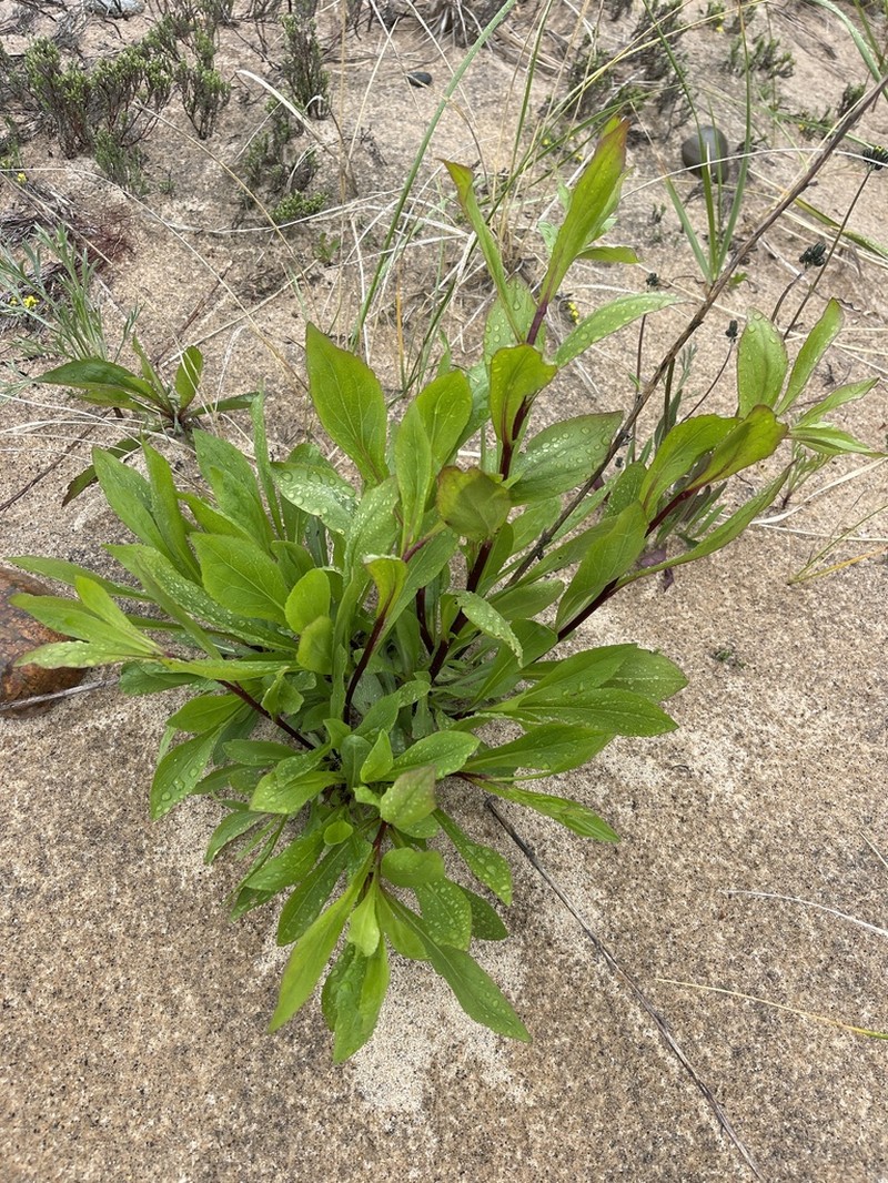 Solidago psammophila photo 5