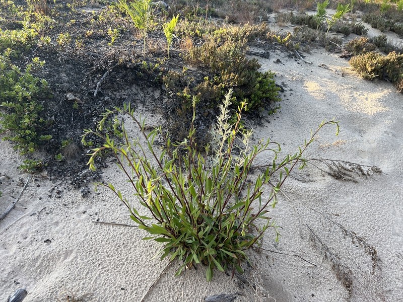 Solidago psammophila photo 6