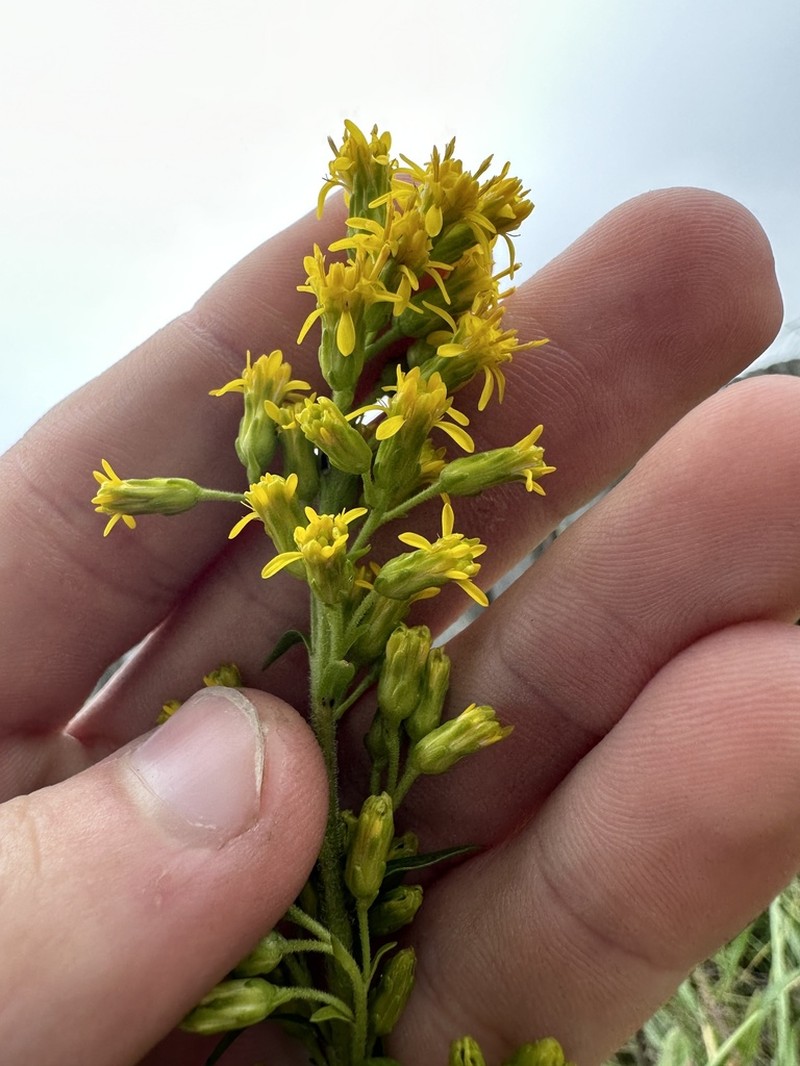 Solidago psammophila photo 7