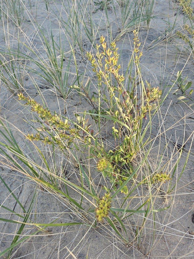 Solidago psammophila photo 8
